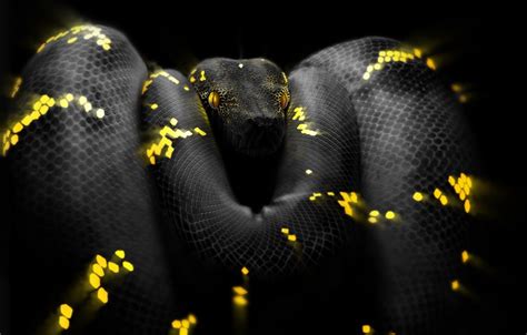 Image result for Python Snake Wallpaper