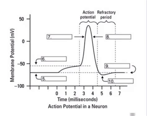 Neuron Action Potential Model に対する画像結果