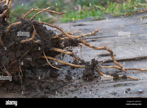 Image result for Banana Tree Root System