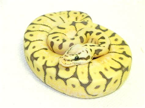 תוצאת תמונה עבור Snake Eye Ball Python