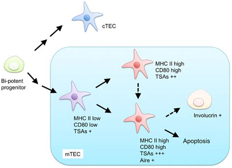 Image result for Mtec and Negative Selection