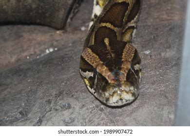 Image result for Python Snake Head Shape