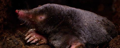 Animals with Spots に対する画像結果