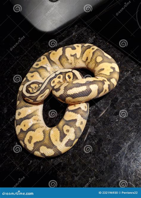 Image result for Baby Ball Python Snake
