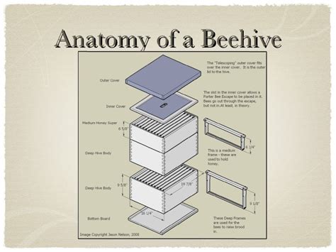 Bee Hive with Frame Diagram に対する画像結果