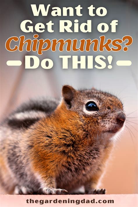 Afbeeldingsresultaten voor How to Keep Chipmunks From Garden