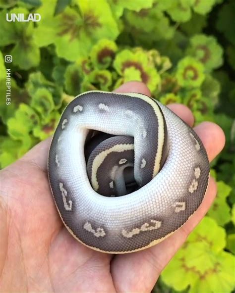 Image result for Baby Ball Python with Attitude