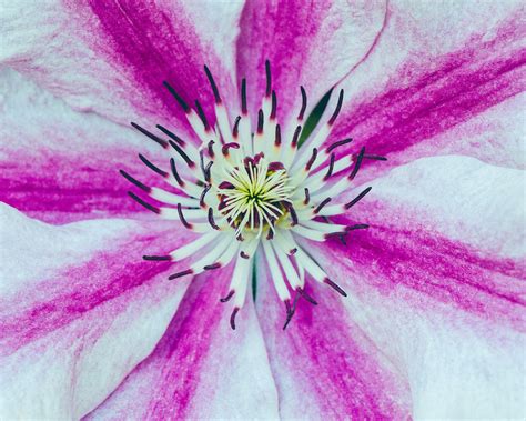 Fill the Frame Examples-এর ছবি ফলাফল