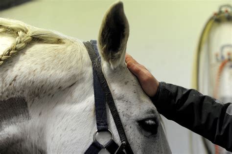 Résultat d’images pour Navitol Chevaux