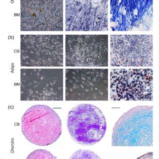 Résultat d’images pour Class D Cells CB