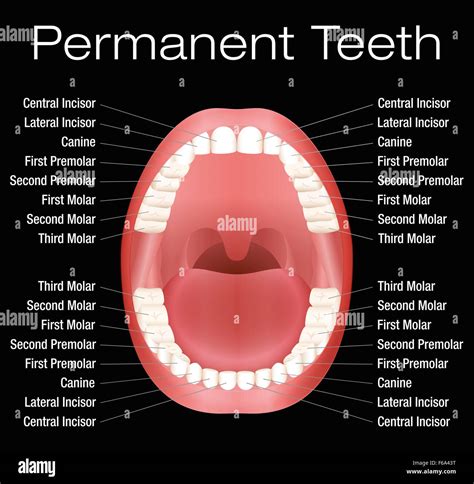 Image result for Teeth Mold Diagram