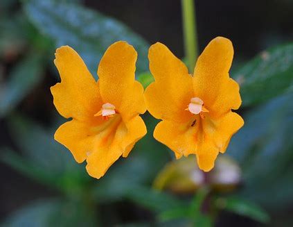 Image result for Sticky Flower