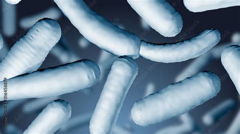 Image result for Lactobacillus Microscope