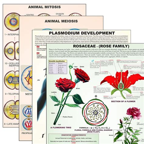 Animal Tissue and Cell Chart に対する画像結果