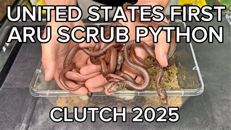 Image result for Aru Scrub Python