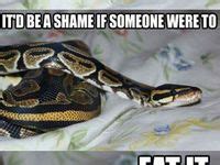 Image result for Ball Python Cute Meme