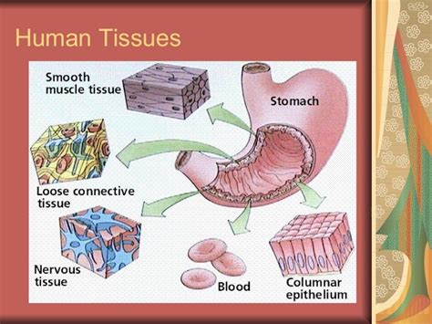 Toradh íomhá ar Types of Human Tissue and Their Functions