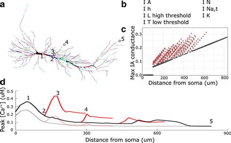 Single Neuron Model に対する画像結果