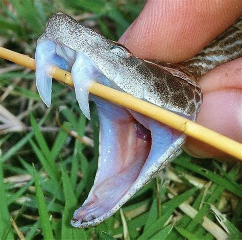 Python or Snake with Fangs に対する画像結果