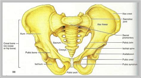 Image result for Tubercle of Iliac Crest