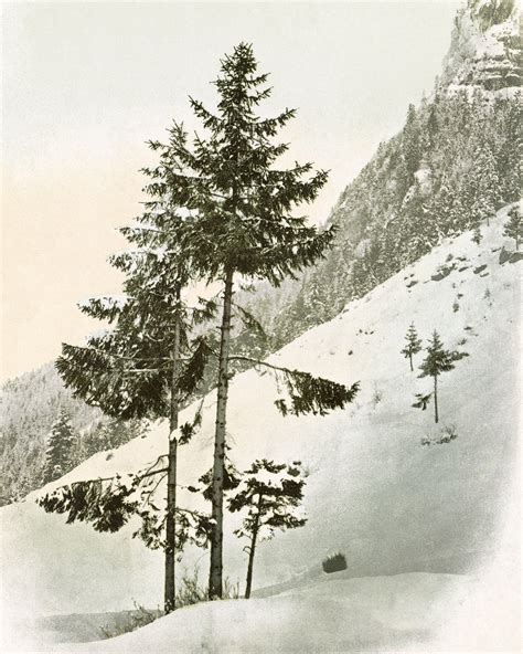 Image result for Pine Tree Drawing Easy