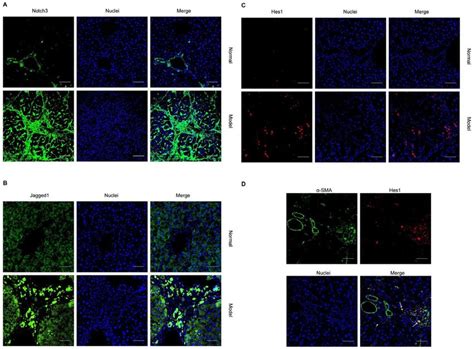 Image result for Notch Immunostaining