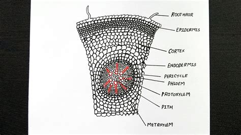 Image result for Internal Structure of Monocot Root