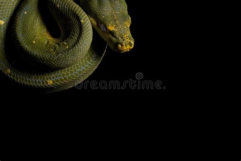 Toradh íomhá ar Python Snake Strike