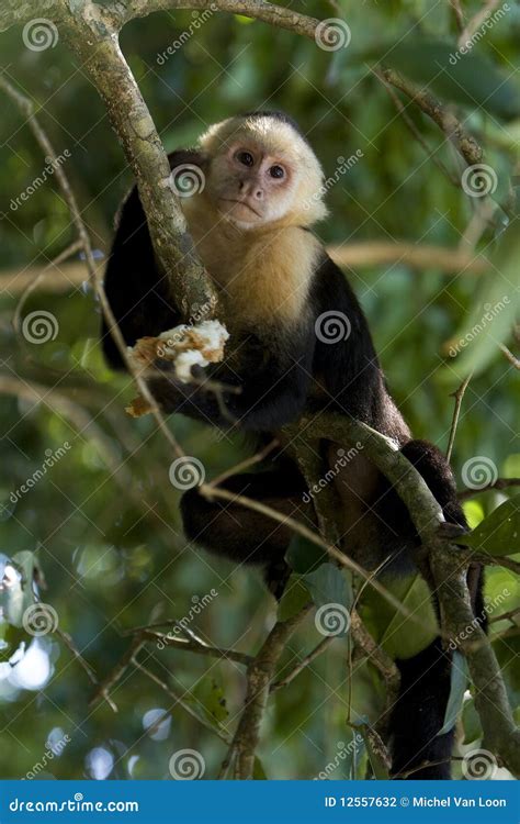 Image result for How to Make Monkey Model