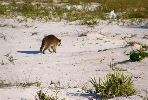 Image result for Raccoon Scats Identification Chart