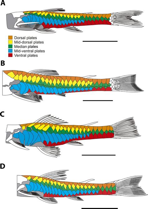 Toradh íomhá ar Dermal Plates