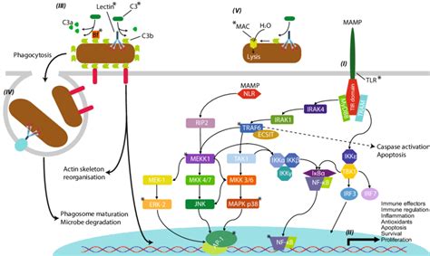 Afbeeldingsresultaten voor Complement Signaling Pathway