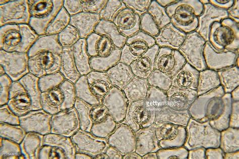 Stomata Light Microscope に対する画像結果