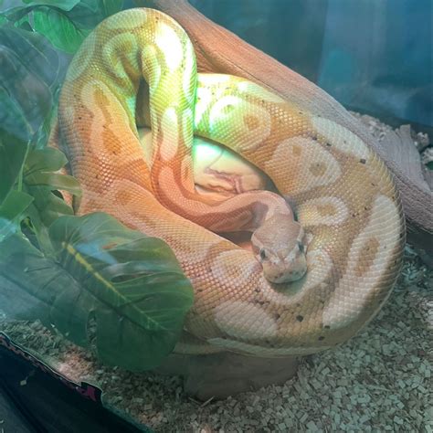 Afbeeldingsresultaten voor Banana Python Toy