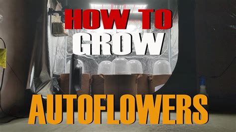 Image result for Growing a Autoflower
