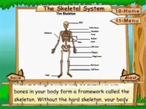 Image result for Binocs Skeletal System Grade 5