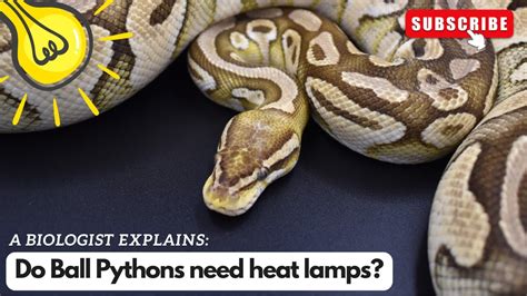 Ball Python Heat Bulb に対する画像結果