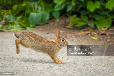Image result for Cottontail Rabbit Hopping