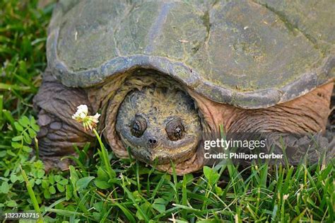 Image result for Snapping Turtle Shell Side View