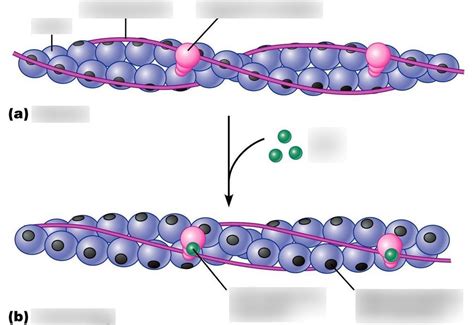 Afbeeldingsresultaten voor Myosin Structure
