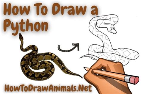Image result for Drawing Ideas for Python
