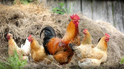 Image result for Origin of Chickens