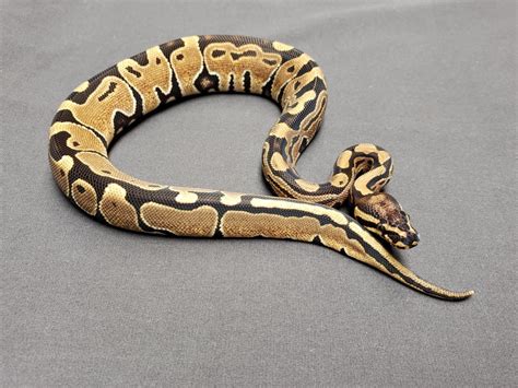 Toradh íomhá ar Jungle Ball Python