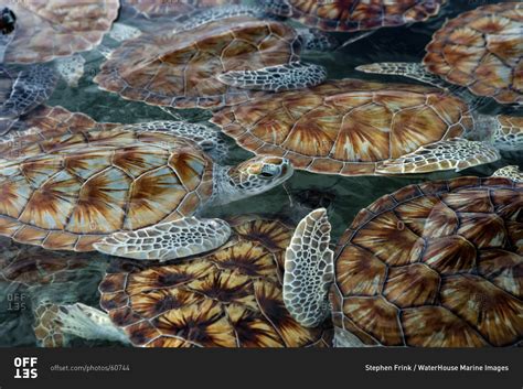 Image result for Green Turtle Shell Pattern