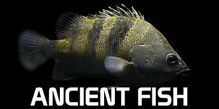 Fisch Atlantis Spawn Point に対する画像結果