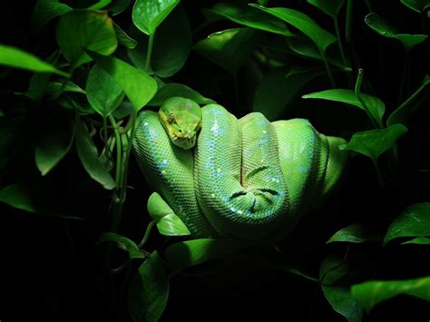 Image result for Red Green Tree Python