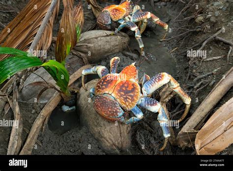 Image result for Coconut Crab Attacks Human
