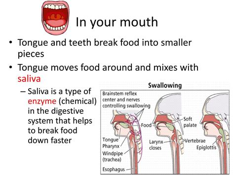 Image result for Watching Food in Mouth Digestive System