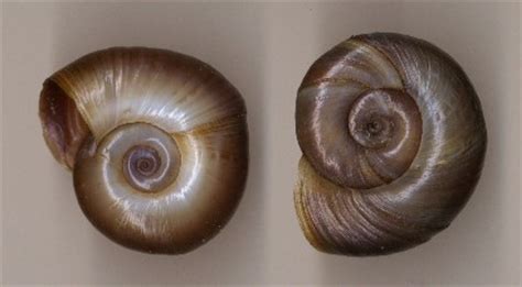 Planorbidae に対する画像結果