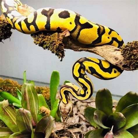 Image result for Ball Python Climbing